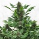 Семена марихуаны Frisian Duck fem. Dutch Passion
