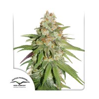 Glueberry O.G. feminised (Dutch Passion)