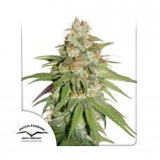 Glueberry O.G. feminised (Dutch Passion)