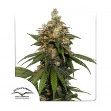 HiFi 4G feminised (Dutch Passion)