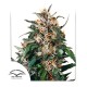 Насіння марихуани Hollands Hope fem. Dutch Passion