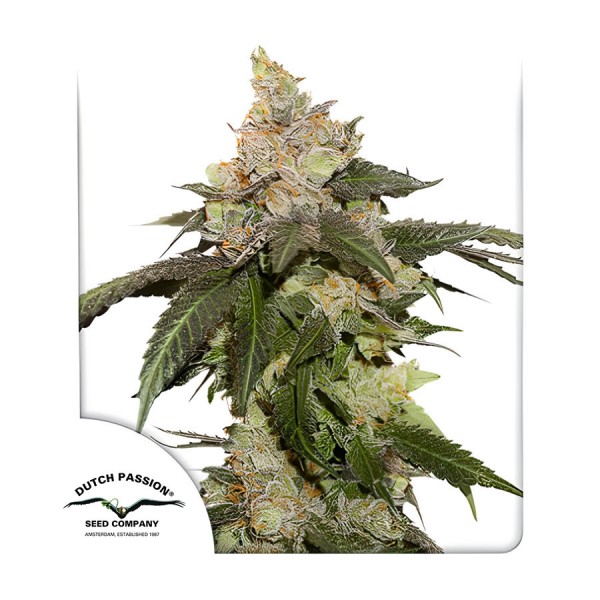 Семена марихуаны Kerosene Krash fem. Dutch Passion
