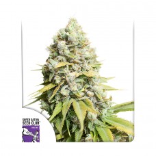 Kosher Haze feminised (Dutch Passion)