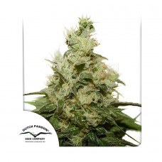 CBD Kush feminised (Dutch Passion)