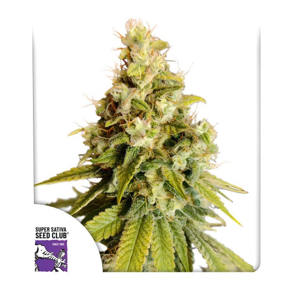 Семена марихуаны Lemon OG fem. Dutch Passion