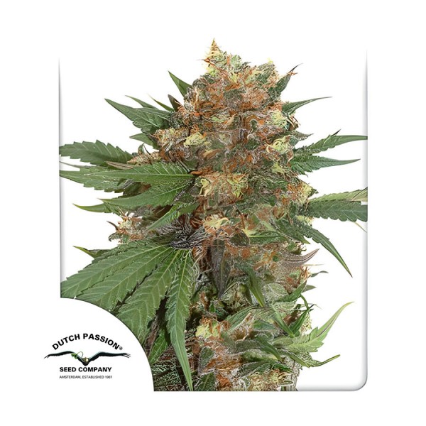 Семена марихуаны Master Kush fem. Dutch Passion