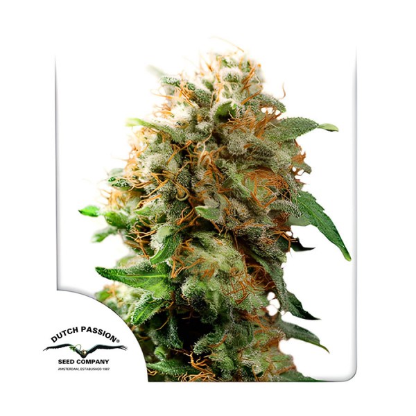 Семена марихуаны Mazar fem. Dutch Passion
