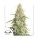 Семена марихуаны Meringue fem. Dutch Passion