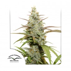 Mokums Tulip feminised (Dutch Passion)