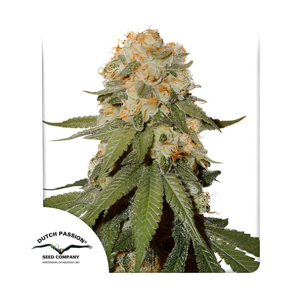 Семена марихуаны Orange Bud fem. Dutch Passion