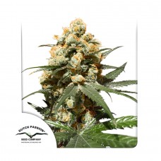 Orange Hill Special feminised (Dutch Passion)