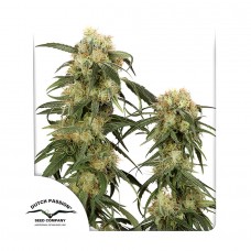 Pamir Gold feminised (Dutch Passion)