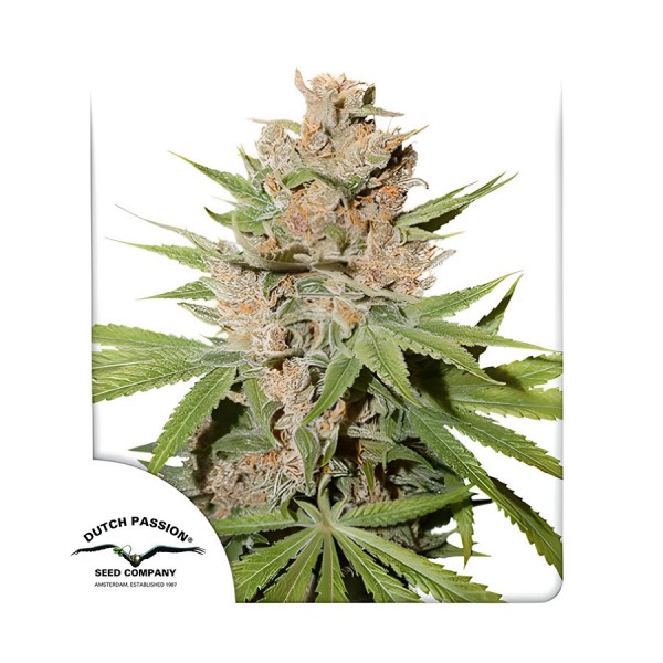 Насіння марихуани Passion Fruit fem. Dutch Passion