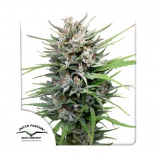 Passion #1 feminised (Dutch Passion)