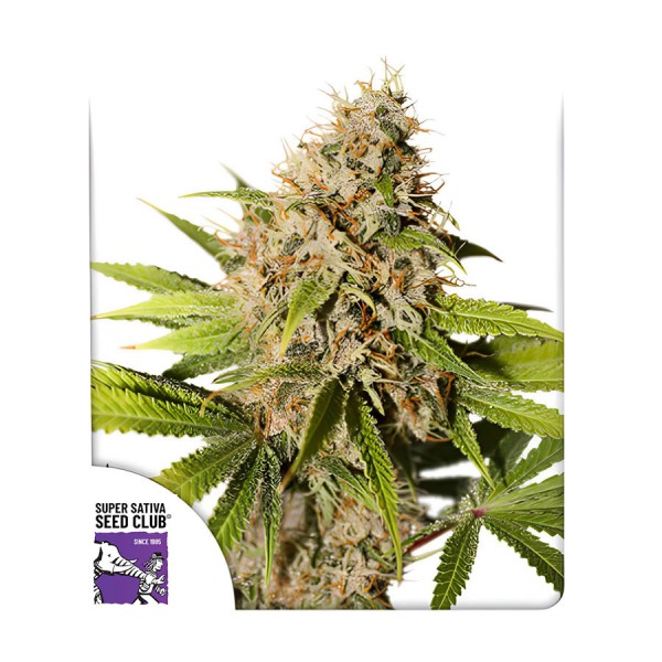 Семена марихуаны Pineapple Poison fem. Dutch Passion