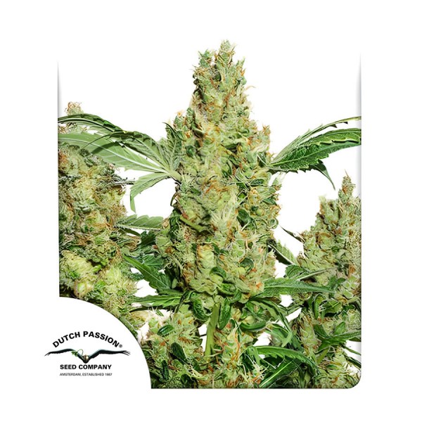 Семена марихуаны Power Plant fem. Dutch Passion