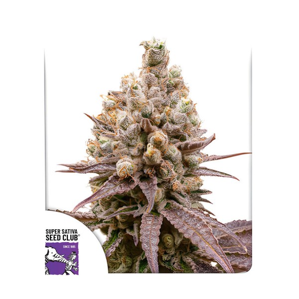 Семена марихуаны Purple OG Punch fem. Dutch Passion