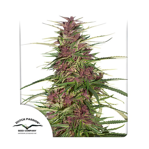 Насіння марихуани Purple #1 fem. Dutch Passion