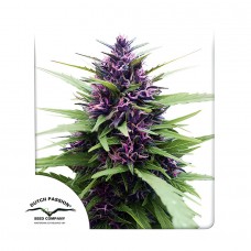 Shaman feminised (Dutch Passion)