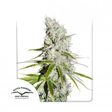 CBD Skunk Haze feminised (Dutch Passion)