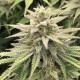 Насіння марихуани CBD Skunk Haze fem. Dutch Passion