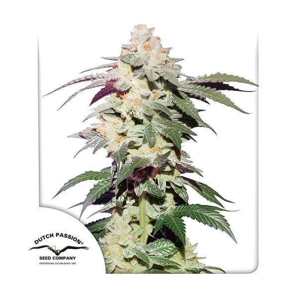 Семена марихуаны Skywalker Haze fem. Dutch Passion