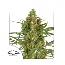 Snow Bud feminised (Dutch Passion)