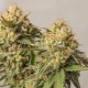 Насіння марихуани Strawberry Chemdawg OG fem. Dutch Passion