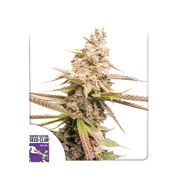 Насіння марихуани Strawberry Cookies fem. Dutch Passion