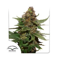 Strawberry Cough feminised (Dutch Passion)