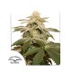Семена марихуаны Sugar Bomb Punch fem. Dutch Passion