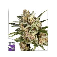 Super Mad Sky Floater feminised (Dutch Passion)