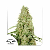 Think Fast feminised (Dutch Passion)