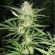 Семена марихуаны Think Fast fem. Dutch Passion
