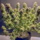 Семена марихуаны TnT Trichome fem. Dutch Passion