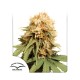 Насіння марихуани White Widow fem. Dutch Passion
