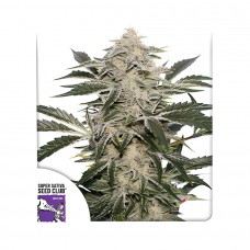 Creamy Kees regular (Dutch Passion)