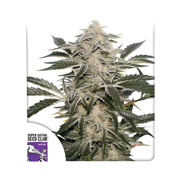 Семена марихуаны Creamy Kees reg. Dutch Passion