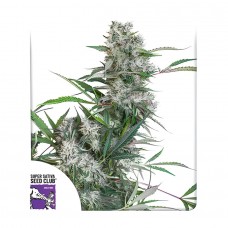 Creeper regular (Dutch Passion)