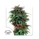 Семена марихуаны Durban Poison reg. Dutch Passion