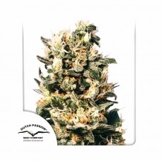 Euforia regular (Dutch Passion)