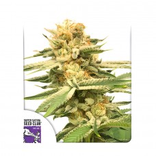 Friesland regular (Dutch Passion)