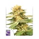 Насіння марихуани Friesland reg. Dutch Passion