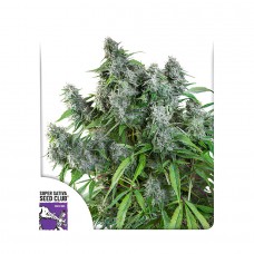 Frosty Friday regular (Dutch Passion)