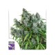 Насіння марихуани Frosty Friday reg. Dutch Passion