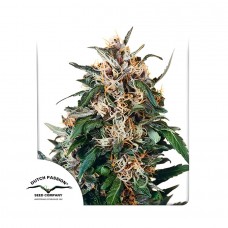 Hollands Hope regular (Dutch Passion)