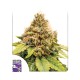 Семена марихуаны Karels Dank reg. Dutch Passion