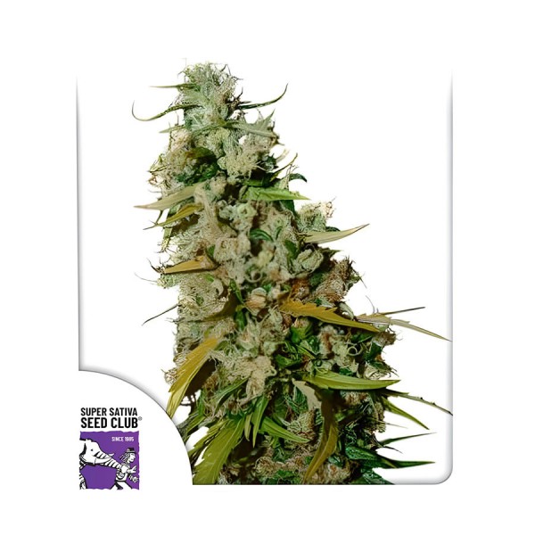 Семена марихуаны Kees Old School Haze reg. Dutch Passion