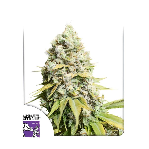 Насіння марихуани Kosher Haze reg. Dutch Passion