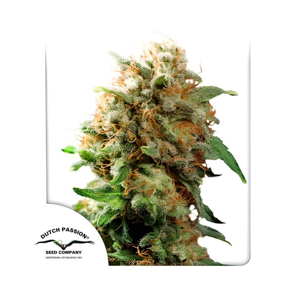 Семена марихуаны Mazar reg. Dutch Passion